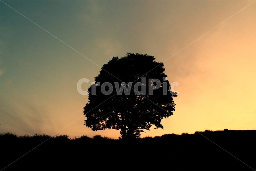 왕따나무,김해왕따나무,나무,풍경,tree,식물,자연,plants,nature,나무,trees,wood,실루엣,그림자,silhouette,shadow