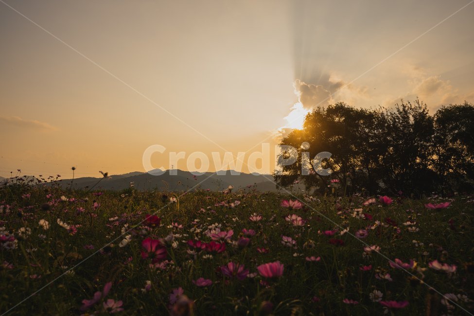 노을,일몰,하늘,가을,코스모스,목초지,field,들,outdoors,옥외,nature,자연,countryside,한지방,rural,농촌,가을,계절,fall,autumn,season,flare,플레어,light,빛