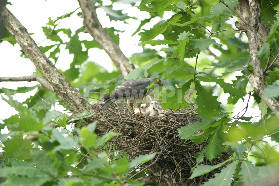 animal,동물,bird,새,둥지,붉은배새매,조류,새,birds
