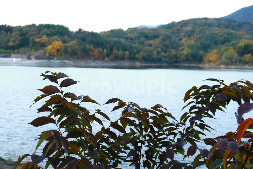 가을,단풍,낙엽,잎,못,가을,계절,fall,autumn,season,water,물