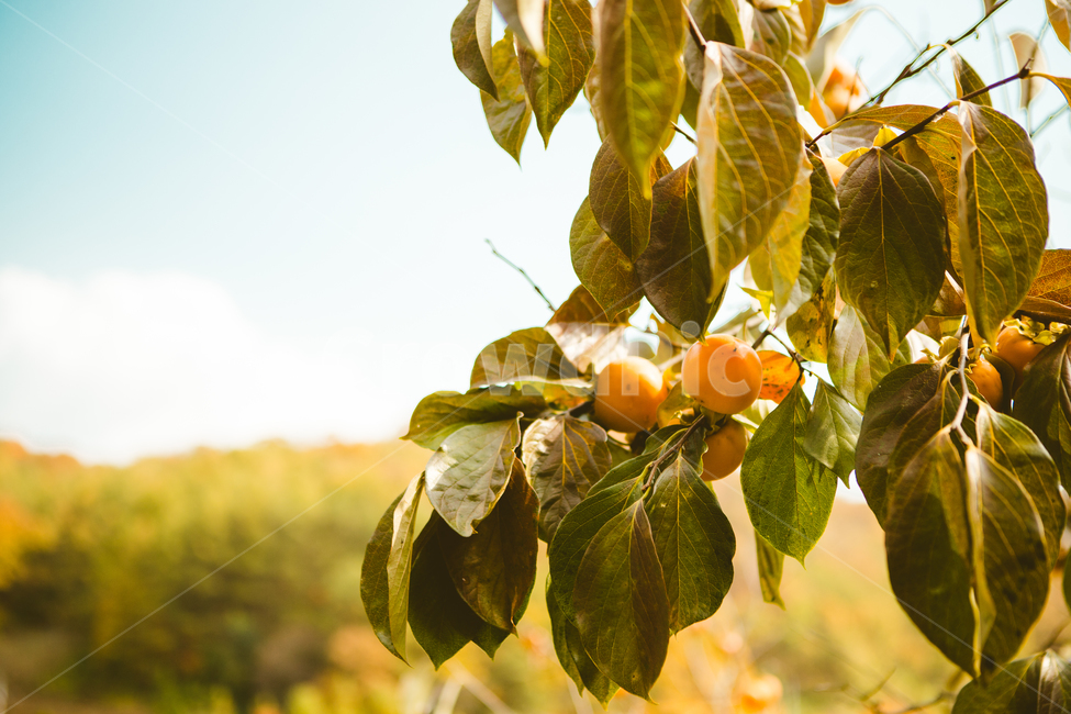 가을,감,과일,감나무,단감,감성,식물,자연,plants,nature,과일,열매,fruit