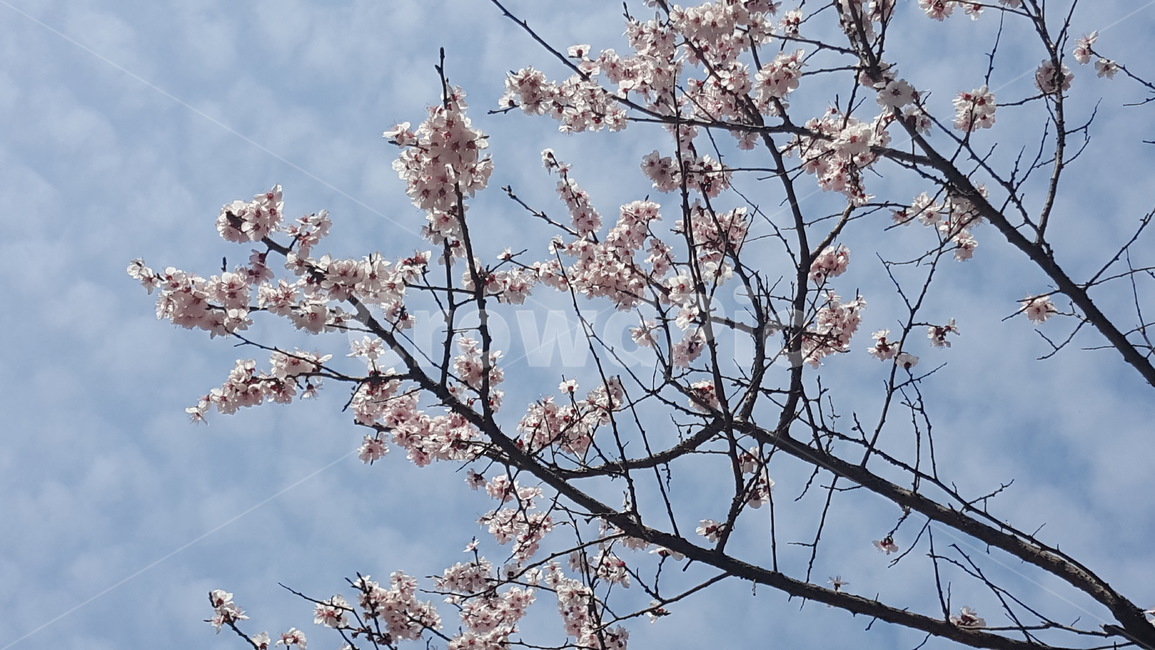 봄,꽃,봄꽃,매화,벚꽃,봄,계절,spring,season,plant,식물,blossom,flower