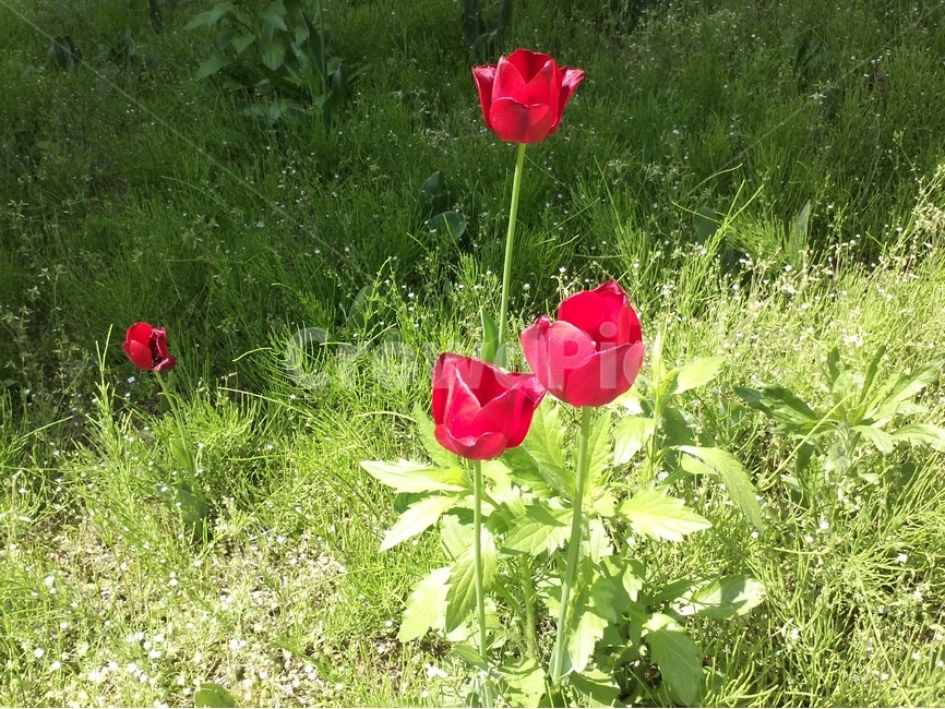 튤립,붉은꽃,튜립,빨강색꽃,봄꽃,식물,자연,plants,nature,꽃,flower