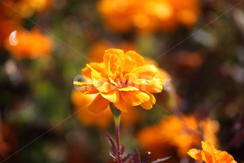 메리골드,꽃,식물,marigold,국화과,만수국,식물,자연,plants,nature,꽃,flower,색깔,색상,색채,색감,color sense,color sensitivity,feeling of color