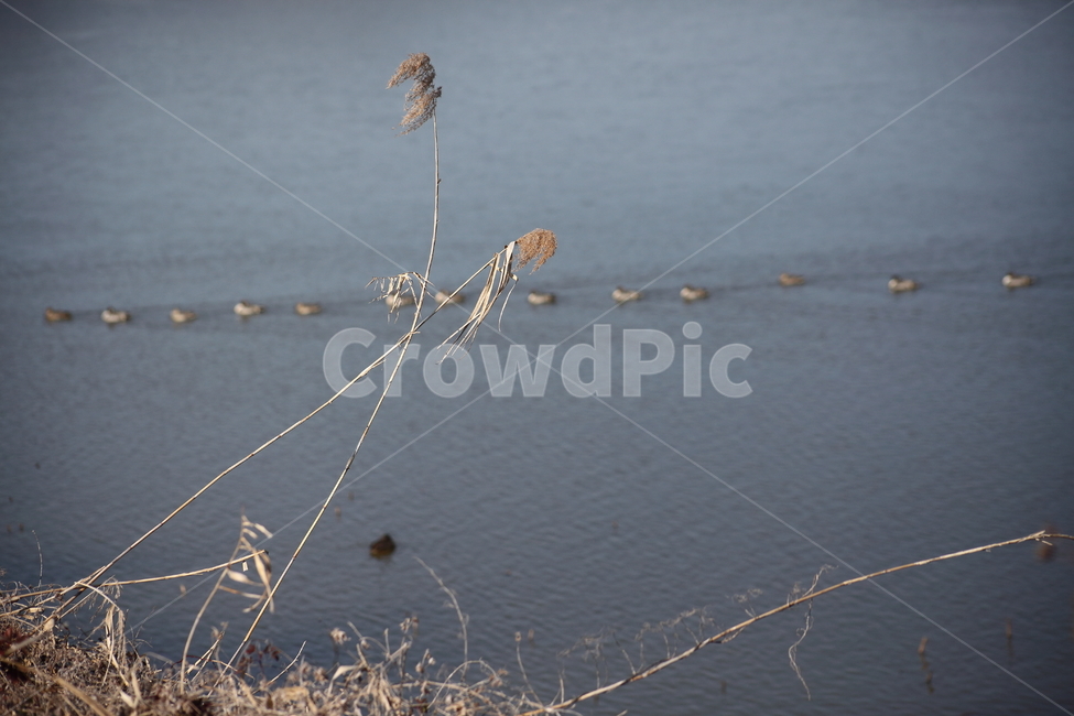 식물,grass,plant,갈대,commonreed