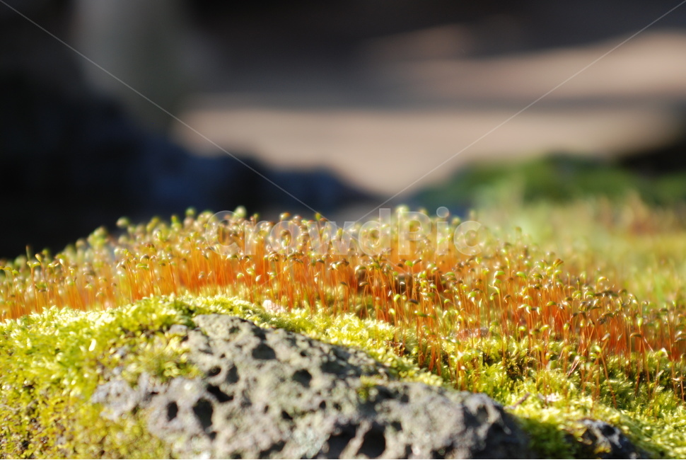이끼,꽃,식물,plant,moss