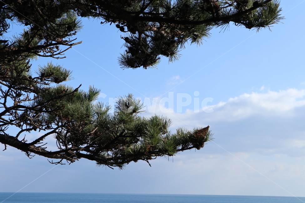 plant,식물,tree,나무,전나무,abies,fir
