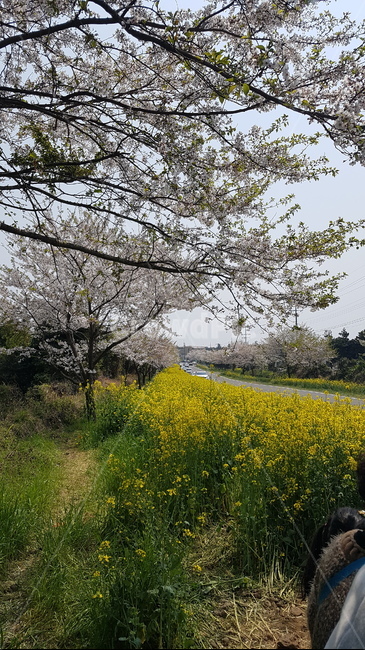 유채꽃,벚꽃나무,제주도,유채꽃거리,제주도유채꽃