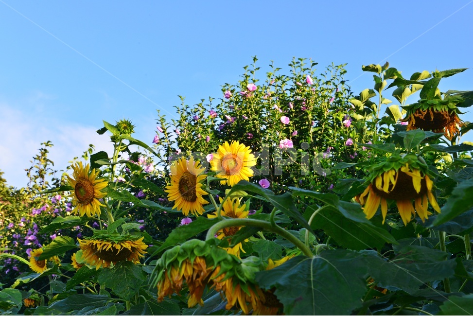 해바라기꽃,무궁화꽃,plant,식물,flower,blossom,꽃,충남,부여,궁남지,water,물,outdoors,옥외,nature,자연,하늘