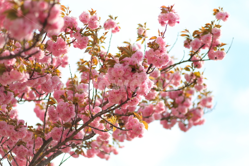 봄,벚꽃,꽃,풍경,자연,자연사진,풍경사진,하늘,봄,계절,spring,season,식물,자연,plants,nature,꽃,flower,plant
