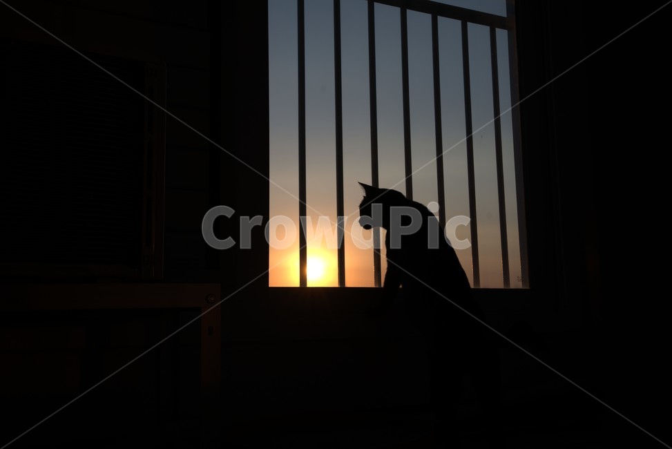 silhouette,실루엣,고양이,노을,해질녘,석양,검은고양이,cat