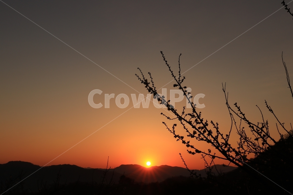 일출,해돋이,매화,실루엣,sunrise,자연,풍경,nature,landscape,outdoors,옥외,sky,하늘,red sky,붉은 하늘,dusk,황혼,dawn,새벽,sunset,일몰,sunlight,햇빛