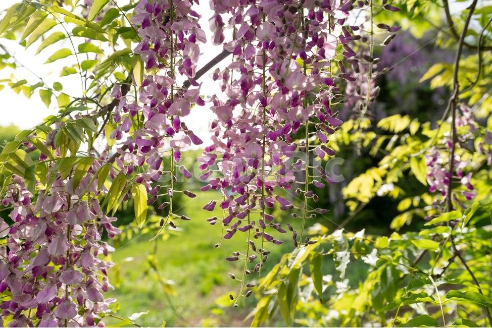 등나무꽃,등꽃,자연,wisteria,flower,하늘,구름,sky,식물,자연,plants,nature,꽃,flower,휴식,힐링,rest,relaxation,healing