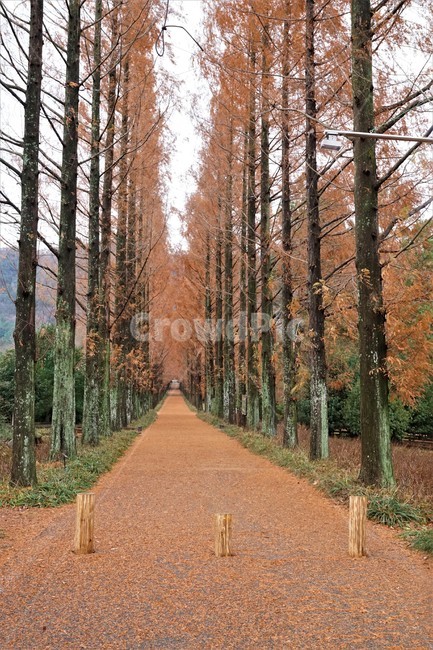 메타쉐콰이어길,가을,감성,나무,길,road,tree,autumn,단풍,자연,식물,풍경,plant,maple,emotion,nature,가을,계절,fall,autumn,season