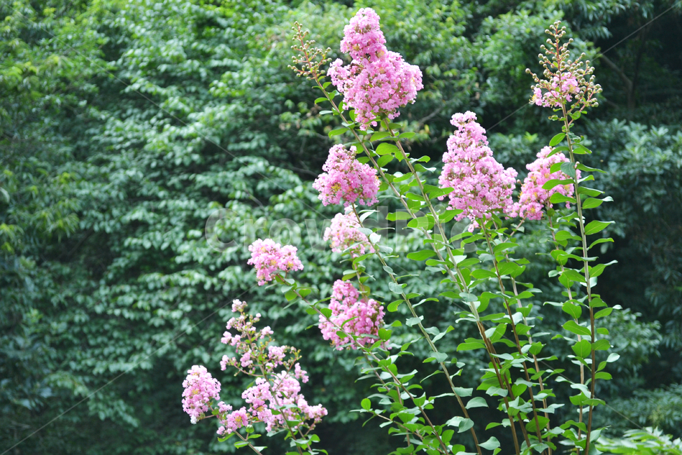 꽃,식물,자연,배롱나무,꽃나무,crapemyrtle,식물,자연,plants,nature,꽃,flower