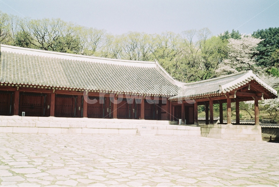 봄,종묘,봄꽃,벚꽃,벚꽃풍경,필름카메라,필름,감성사진,고즈넉,봄종묘,궁,한국랜드마크,오래된궁,오래된길,한국전통,한국문화,korean traditional,korean culture,랜드마크,landmark,tourist attraction,한국랜드마크,한국관광지,한국명소,korea landmark,korea tourist attraction