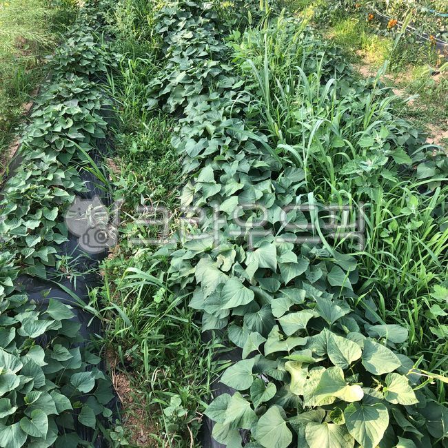 sweet potato,nature,sweet potato field,crops,leaf,summer,field,outdoors,farming,plant,season