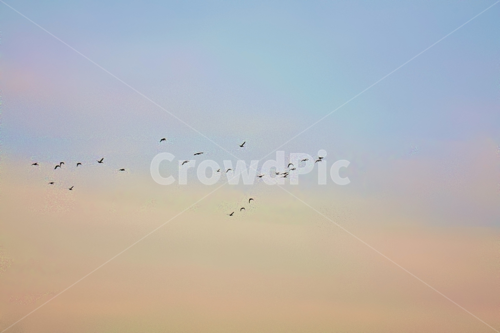 animal,동물,flock,bird,새,동물,animal,조류,새,birds