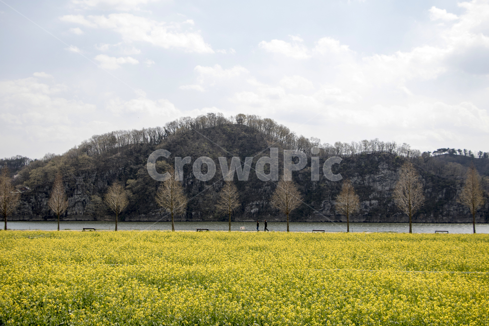 유채꽃,유채,꽃,봄,봄꽃,봄,계절,spring,season,자연,풍경,nature,landscape,한국자연풍경,한국자연경관,korea nature landscape,grassland,목초지,outdoors,옥외,field,들,farm,농장,rural,농촌,meadow