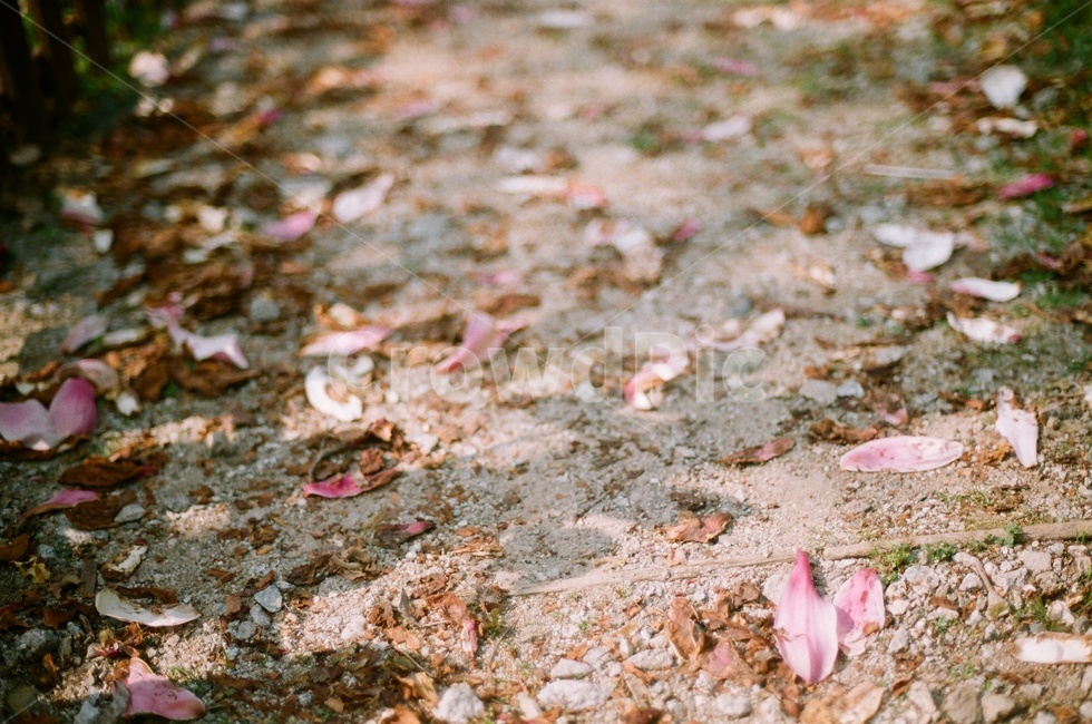 식물원,꽃,필름사진,봄,flower,spring,film,필름,자연,봄,계절,spring,season,꽃,flower,ground,바닥,petal,꽃잎,plant,식물,blossom