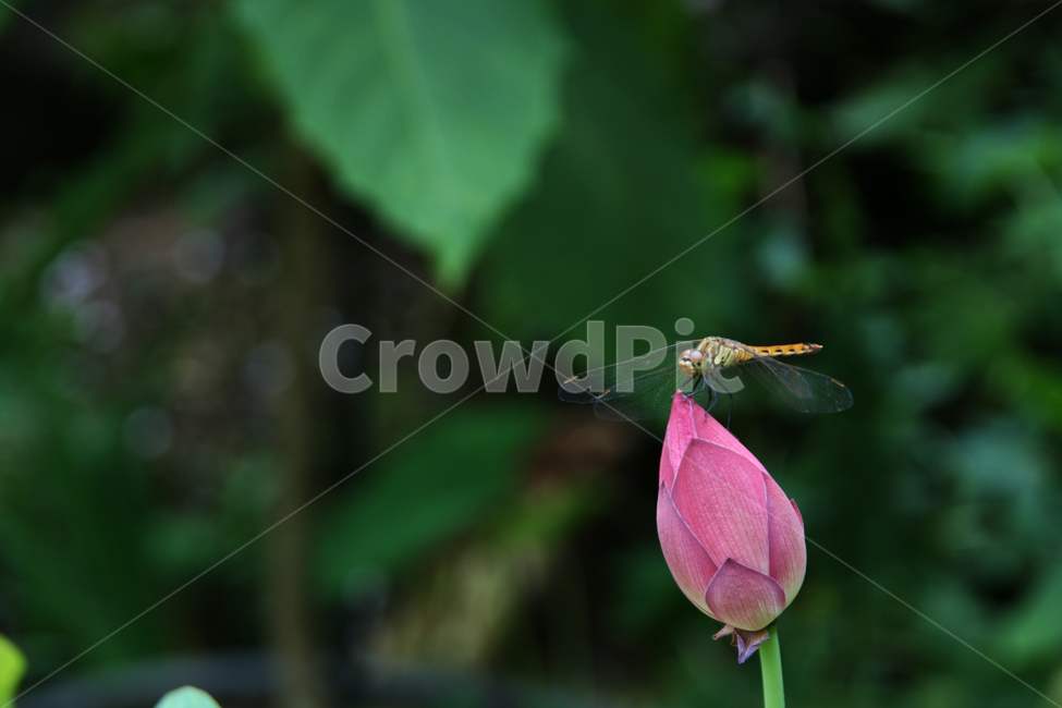 insect,곤충,animal,동물,연꽃,잠자리,꽃,여름