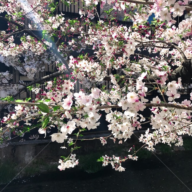 벚꽃,사쿠라,봄,야외,일본