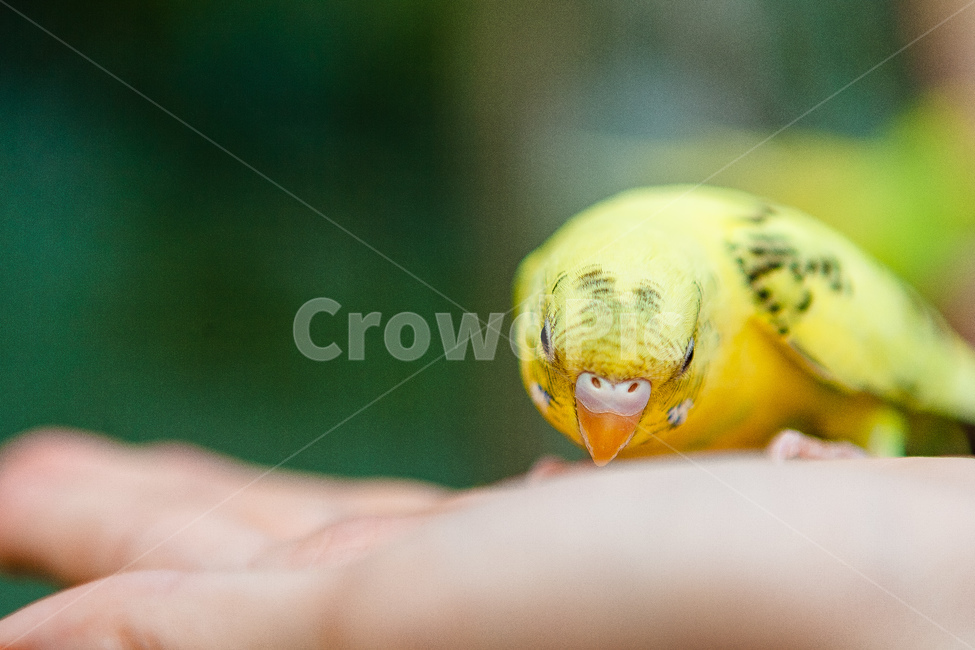 앵무새,동물원,새,생명,동물,날개,동물,animal,조류,새,birds