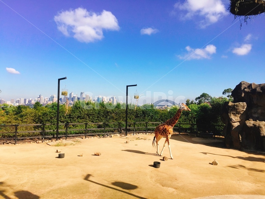 동물원,기린,동물,풍경,구름