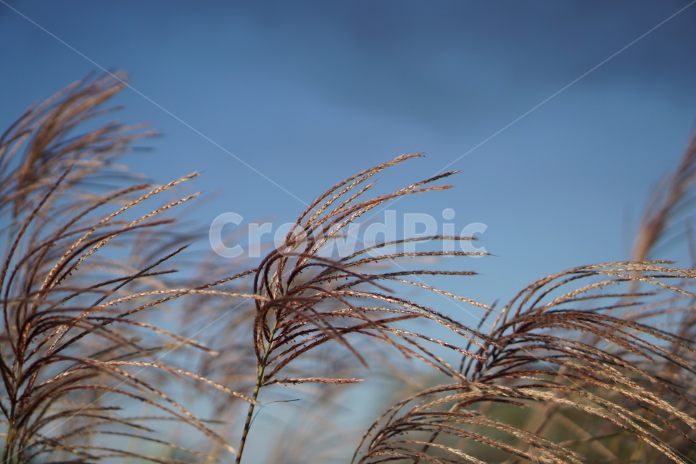 가을,background,백그라운드,하늘,갈대밭,sky,blue,식물,plant,grass,잔디,lawn,reed,가을,계절,fall,autumn,season