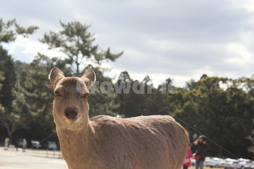 사슴,오사카나라공원,사슴공원,흐린날,동물,동물,animal,포유류,mammal