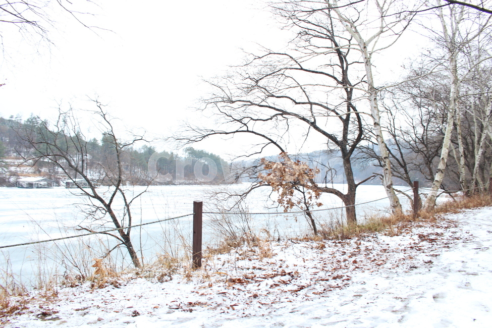 강,호수,겨울,겨울강,겨울풍경,강원도,눈,추위,나무,tree,plant,식물,winter,겨울,계절,winter,season,자연,풍경,nature,landscape