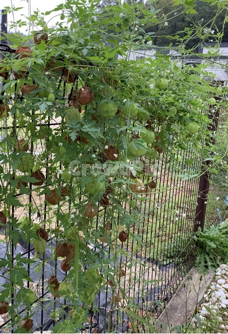 plant,식물,자연,가을,정원,잎