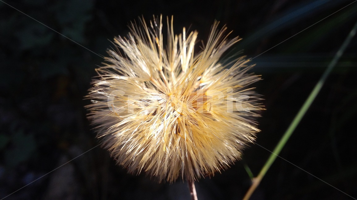 식물,근접,민들래,털,어두움,식물,자연,plants,nature