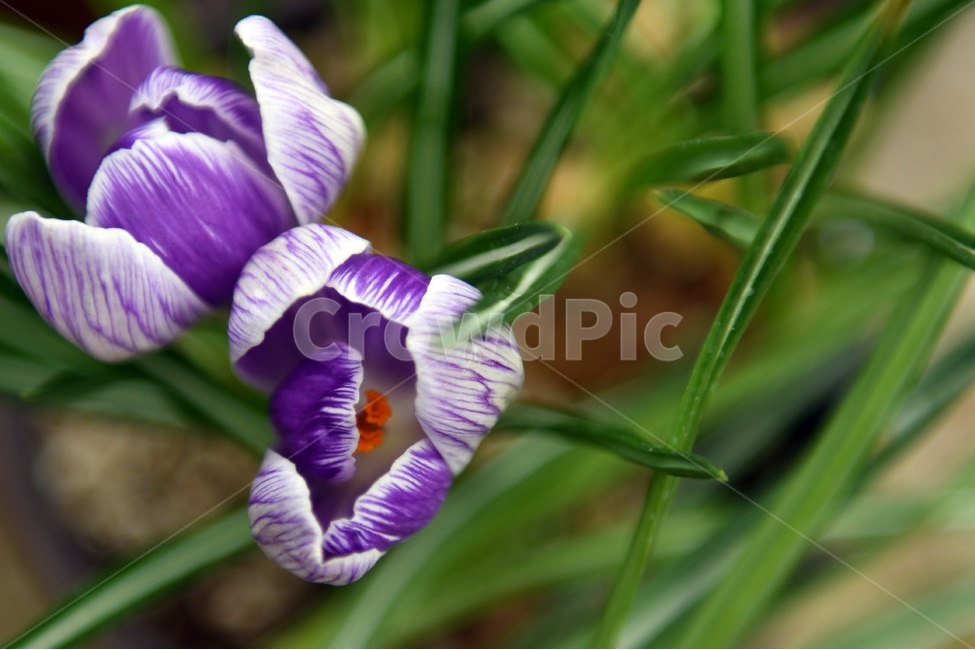 식물,꽃,감성사진,자연,flower,꽃사진,봄,봄꽃,계절,감성,4월,spring,힐링,자연풍경,풍경,봄,계절,spring,season,식물,자연,plants,nature,꽃,flower,plant,blossom,iris,아이리스