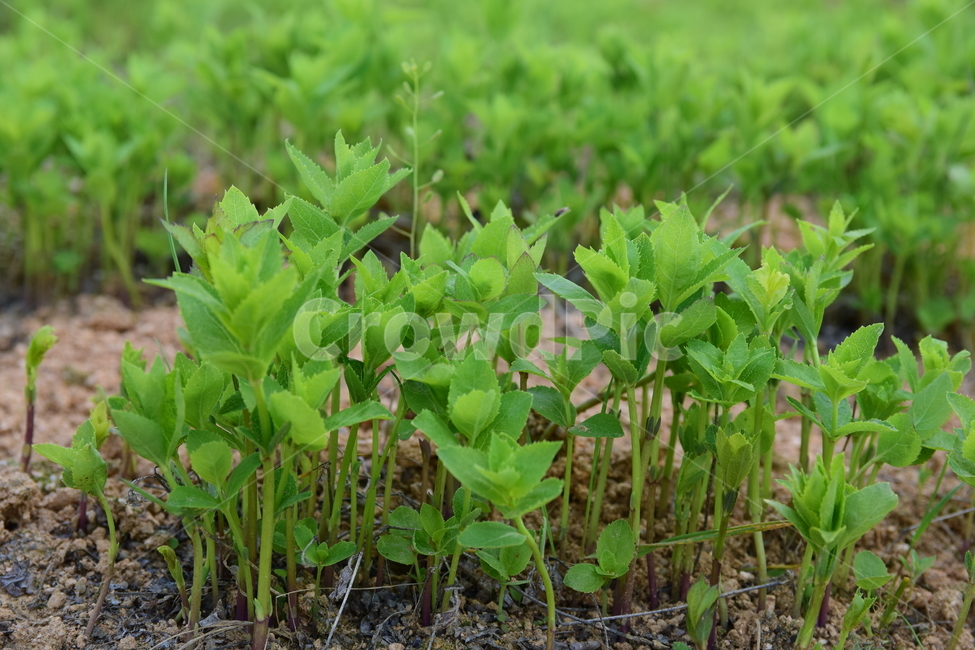도라지,새싹,초록색,식용,식물,자연,plant,nature,약용식물,밭,토종,한국적,식물,자연,plants,nature