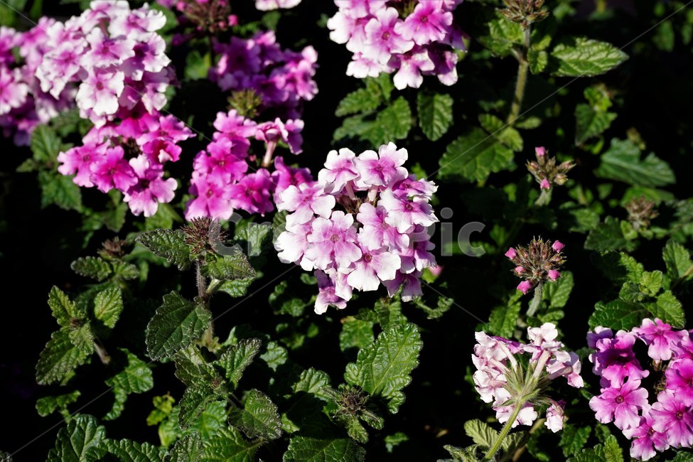 bloom,colorful,floral,flower,gardenflowers,happymind,life,nature,plant,spring,봄,정원,가드닝,원예,원예식물,화려,식물,꽃,garden,scent,healing