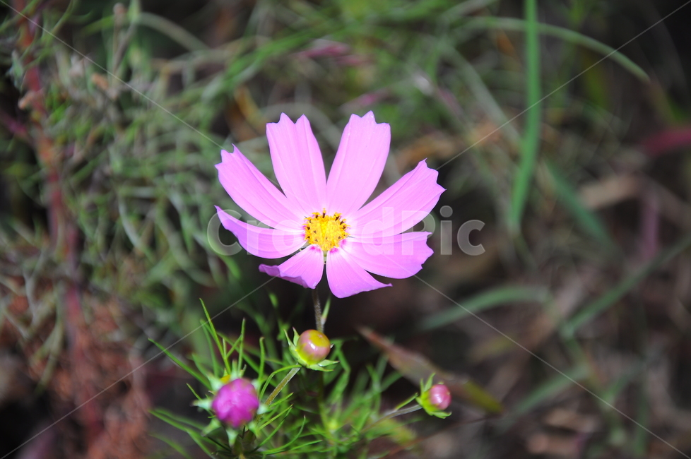 코스모스,꽃,들꽃,가을,분홍,식물,자연,plants,nature,꽃,flower