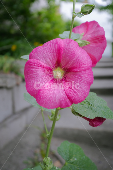 무궁화,꽃,꽃사진,식물,자연,배경화면,감성사진,식물,자연,plants,nature,꽃,flower