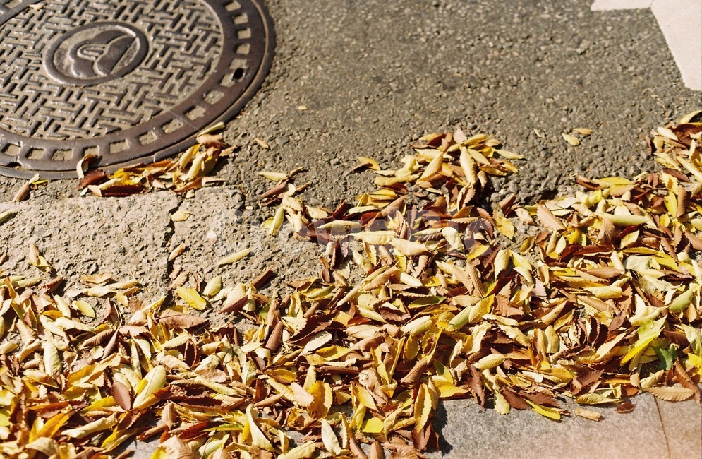 낙엽,가을,노란색,하수구,필름카메라,가을,계절,fall,autumn,season