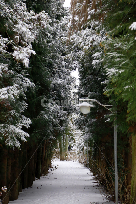 제주도,풍경,겨울,숲길,눈,겨울,계절,winter,season,자연,풍경,nature,landscape,outdoors,옥외,garden,정원,arbour,정자