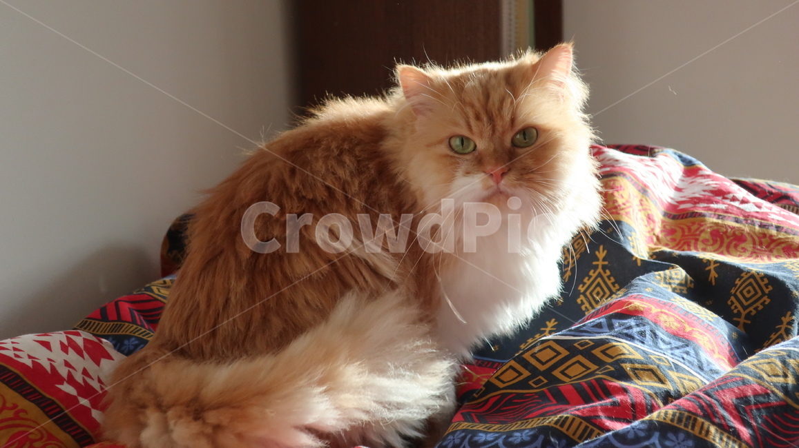 아기고양이,고양이,페르시안,노란고양이,치즈고양이,페르시안친칠라,귀여운,반려동물,애완동물,cat,kitten,kitty,포유류,자연,동물,animal,mammal,반려묘,페르시안고양이,품종묘,동물,animal,포유류,mammal,고양이,cat,kitten,kitty