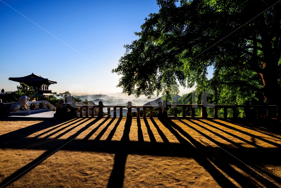 일출,운해,은행나무,풍경,landscape,자연,풍경,nature,landscape,한국전통,한국문화,korean traditional,korean culture,railing,난간