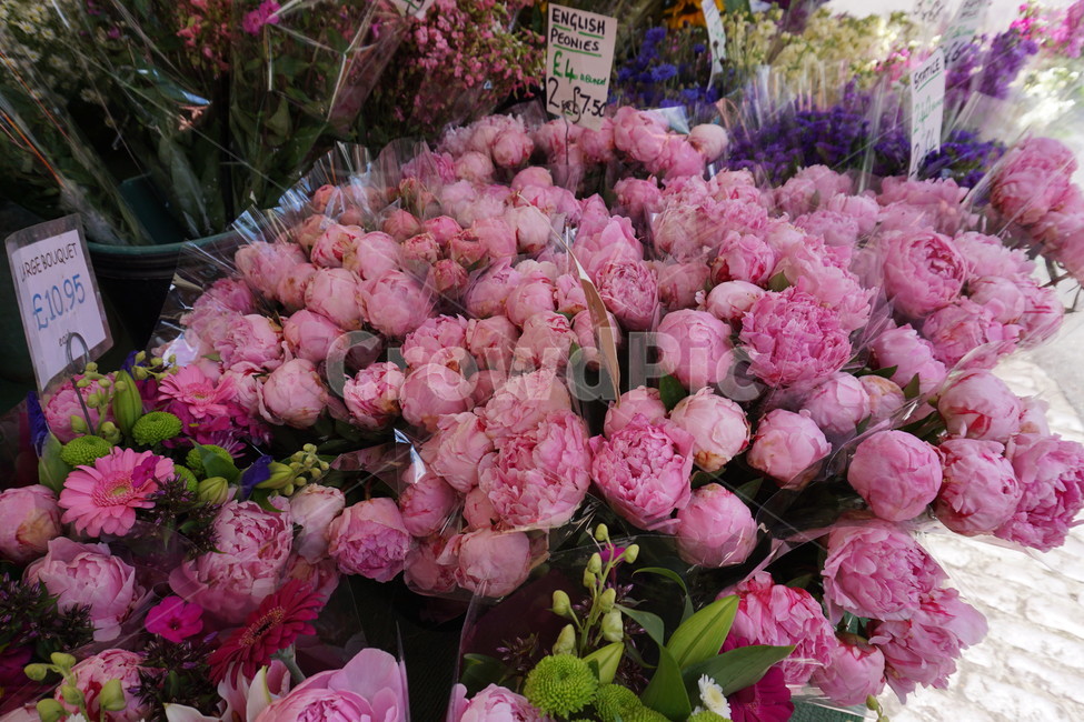 꽃,flower,분홍색꽃,영국,시장,식물,자연,plants,nature,꽃,flower,기념일,축하,anniversary,congratulation,celebrate,celebration