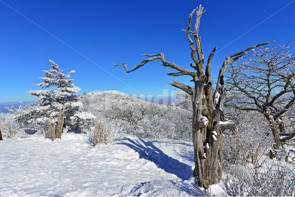 snow,눈,nature,자연,outdoors,옥외,tree,나무,plant,식물,전나무,fir,경치,경관,풍경,무주,덕유산,덕유산설경,설경,겨울,계절,상고대,향적봉,설천봉,중봉