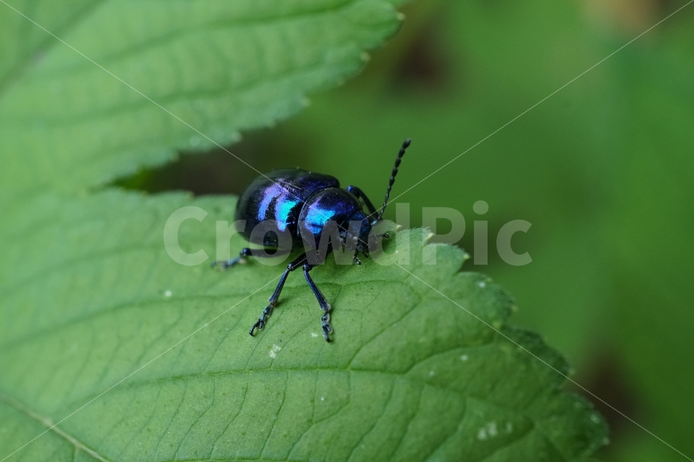 중국청람색잎벌레,Chrysochuschinensis,곤충,insect,벌레,자연,nature,식물,여름,summer,딱정벌레,7월,접사,macro,이파리,동물,animal,근접촬영,감성,감성사진,힐링,힐링사진,생명,신비,신비한,신비하다,신기,신기한,신기하다,snap,스냅,스냅사진,스냅샷,스넵,스넵사진,스넵샷,snapshot,그린,green,녹색,연두,연두색,윤기,광,반들반들,매끈매끈,풍경,landscape,한국자연,한국의자연,동물,animal,곤충,벌레,insect,bug