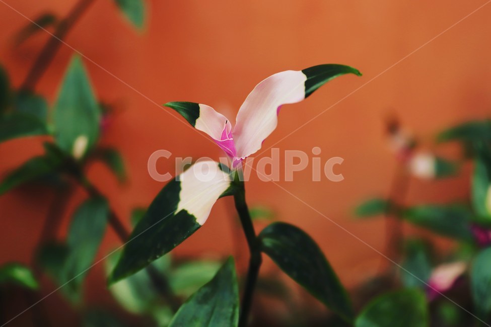 나뭇잎,잎,꽃잎,꽃,나무,분홍색잎,식물,자연,plants,nature