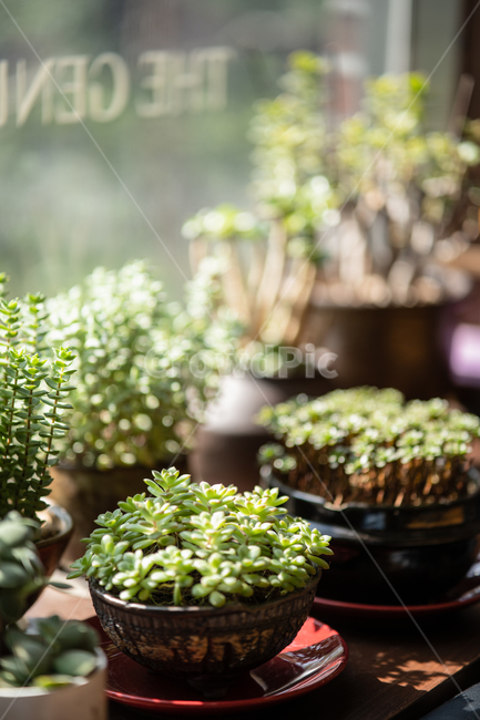 다육이,다육식물,plant,botanical,식물,식물,자연,plants,nature