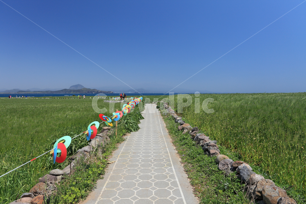 가파도,산책,산책로,힐링,길,돌담,청보리,보리,청보리밭,보리밭,농업,밭,논,논밭,올레길,돌,바람개비,환경,풍경,자연,바다,하늘,배경,백그라운드,아름다운,송악산,산방산,산,오름,제주,제주도,한국