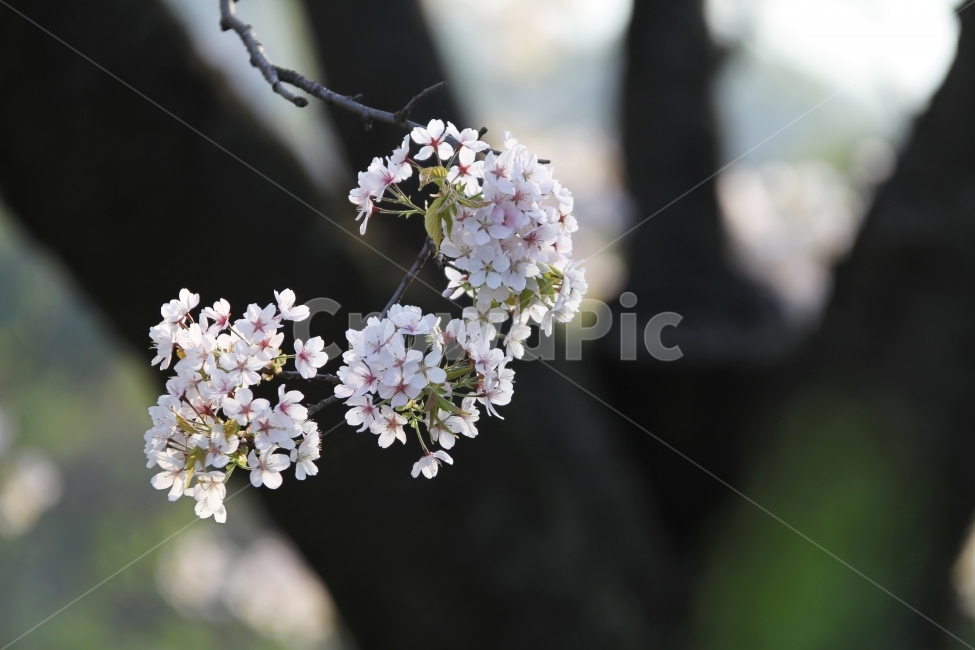 벚꽃,능수벚꽃,봄꽃,식물,자연,감성사진,봄,계절,spring,season,식물,자연,plants,nature,꽃,flower,plant