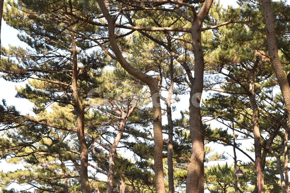 소나무,나무,산,풍경,힐링,tree,landscape,scenery,scene,view,healing,pine,pinetree,leaf,leaves